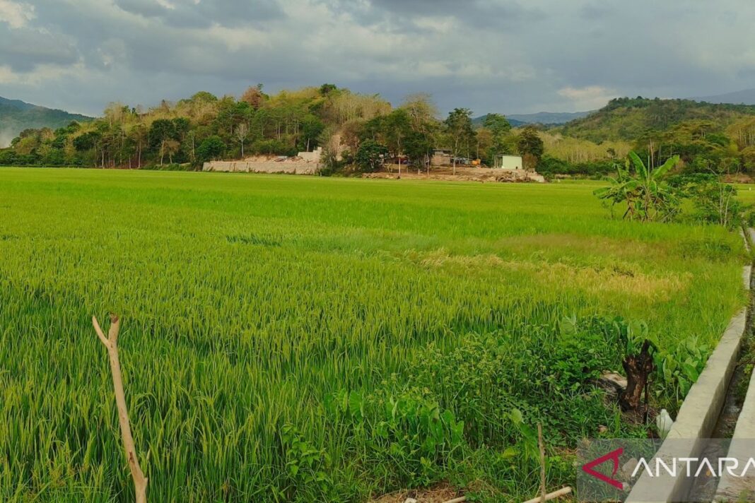 Kemarau Masih Basah, BMKG Ingatkan Cuaca Ekstrem