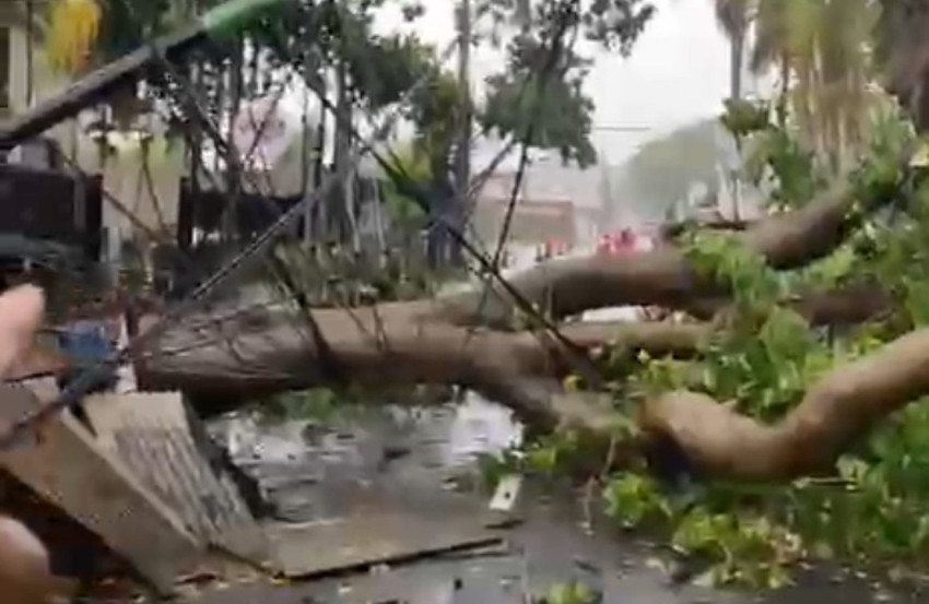 Hujan-Angin Kencang: Pohon Akbar Tumbang di Jombang Raya