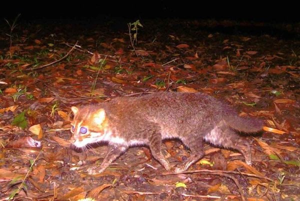 "Spesies Kucing Liar Ini Terlihat Lagi Setelah Tiga Dasa warsa Dinyatakan Punah"