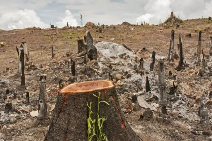 Survei: 85% Gen Z Nilai Kerusakan Lingkungan Ancam Ketahanan Bangsa